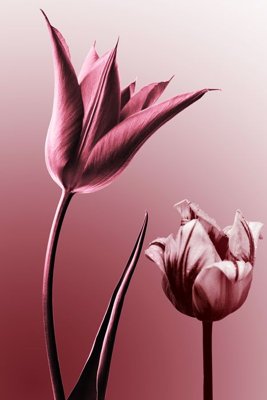 File in trần File tranh đứng lối vào TD2978 (bản gốc) hoa văn