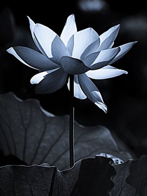 File PSD File tranh đứng lối vào TD2979 (gốc) cho designer