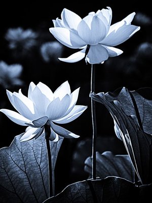 File tranh File tranh đứng lối vào TD2980 (gốc) chủ đề tĩnh vật