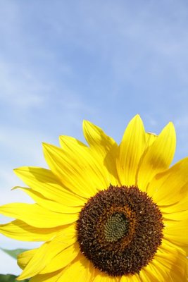 File in lụa File tranh đứng lối vào TD3004 (phong cảnh) File tranh đứng lối vào TD3004