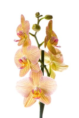 Hình ảnh file gốc in lụa File tranh đứng lối vào TD3053