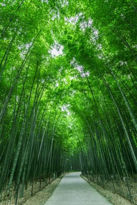 File tranh File tranh đứng lối vào TD3069 (gốc) chủ đề động vật