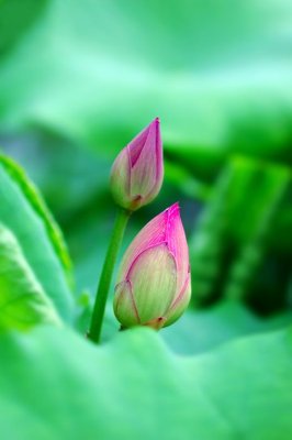 Download file gốc File tranh đứng lối vào TD3085 (độ nét cao)