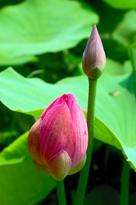 Download file File tranh đứng lối vào TD3087 (gốc) in mica đèn LED