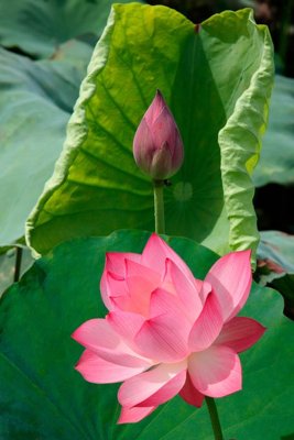 Tệp tin gốc File tranh đứng lối vào TD3088 (dùng cho in ấn) chuyên nghiệp