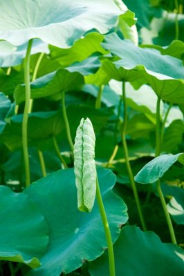 File tranh PSD File tranh đứng lối vào TD3089 chất lượng cao