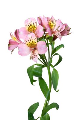 File tranh gốc File tranh đứng lối vào TD3091 (bản quyền) file PSD