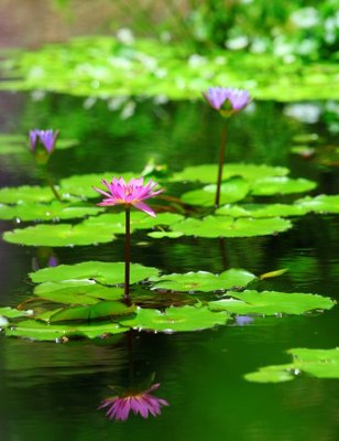 File tranh File tranh đứng lối vào TD3092 (bản gốc) treo quán cafe