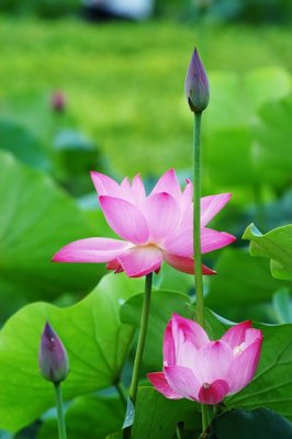 Tải file File tranh đứng lối vào TD3095 (gốc) làm tranh trang trí