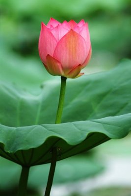 File in ấn File tranh đứng lối vào TD3096 (bản gốc) sắc nét