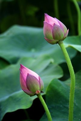 File gốc File tranh đứng lối vào TD3103 (dành cho quảng cáo)