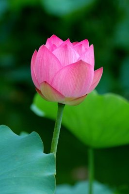 File gốc File tranh đứng lối vào TD3105 (in 3D) cho trang trí