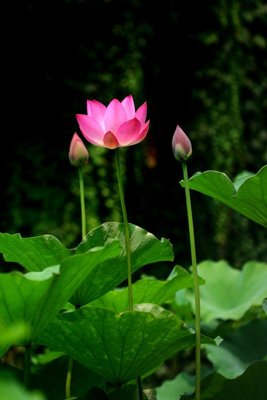 File tranh in trần File tranh đứng lối vào TD3106 (ảnh gốc siêu nét)