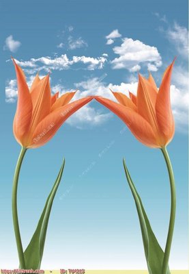 File in trần File in tủ nhựa TU4215 (file gốc) chủ đề vũ trụ