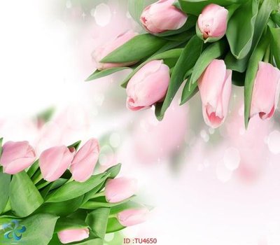 File tranh gốc File in tủ nhựa TU4650 (bản quyền) độc đáo