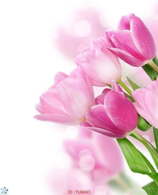 Hình ảnh file gốc in trần nhà File in tủ nhựa TU6043