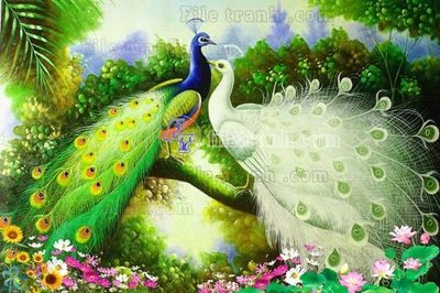 File tranh File gốc tranh chim công CC21 (bản gốc) treo quán cafe