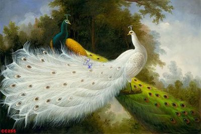 File gốc in tráng gương File gốc tranh chim công CC255 chi tiết