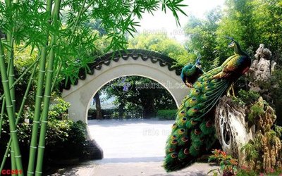 File ảnh gốc File gốc tranh chim công CC291 không vỡ nét