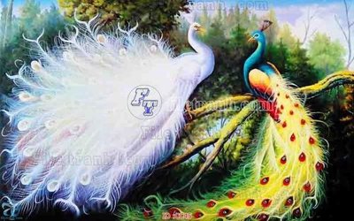 Download file File gốc tranh chim công CC45 (gốc) in mica đèn LED