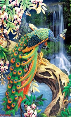 Chi tiết file tranh tráng gương File gốc tranh chim công CC6208 (ảnh gốc)