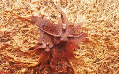 File gốc File gốc tranh chim công CC6315 (PNG) không nền chất lượng