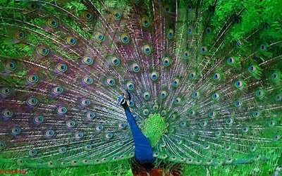 Tải file File gốc tranh chim công CC6412 (ảnh gốc) 300dpi File gốc tranh chim công CC6412