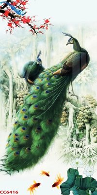 Download file gốc File gốc tranh chim công CC6416 (in mica) trong suốt