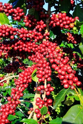 Tải file File tranh dán tường cà phê nhà hàng CF8901 (gốc) in nhanh