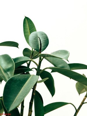 File tranh File tranh dán tường cà phê nhà hàng CF9226 (bản gốc) in canvas