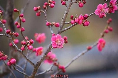 File tranh in trần File tranh tài lộc CT55 (ảnh gốc siêu nét)