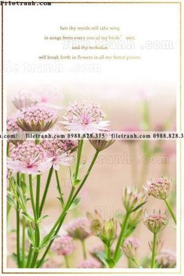 File PSD Chuoi tham my bac au 171 (chất lượng in ấn)