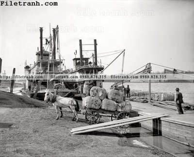 File PSD Cotton at the Levee_ 1910 (bản gốc) chất lượng nhất