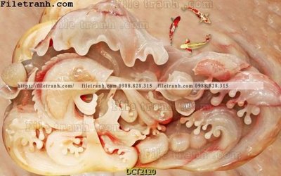 File gốc File vân đá cẩm thạch DCT2120 (trang trí) phòng trẻ em