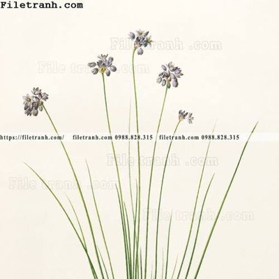 Tải file gốc Dong hoa va chim moi cua Trung Quoc 101 (để in lụa)