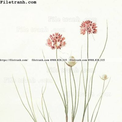 File gốc Dong hoa va chim moi cua Trung Quoc 102 (cho in ấn) độc quyền