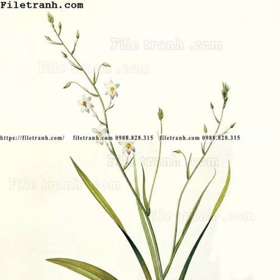 File tranh gốc Dong hoa va chim moi cua Trung Quoc 105 chủ đề hiện đại