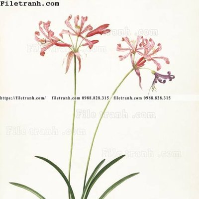 File gốc Dong hoa va chim moi cua Trung Quoc 111 (in tráng gương) ốp tường