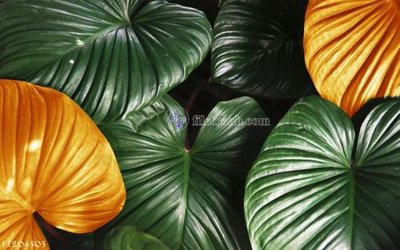 Tải file gốc File in tranh tường 3D FT204505 (bản PSD) còn layer