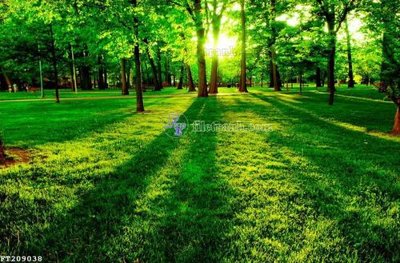 File tranh in mica File in tranh tường 3D FT209038 (độ phân giải cao)