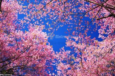 File tranh trang trí File in tranh tường 3D FT210041 (tải file gốc)