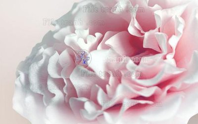 File tranh File in tranh tường hiện đại FT22488 (gốc) chủ đề động vật