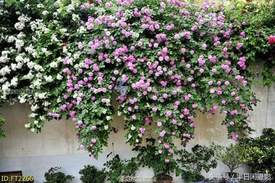 File gốc File psd tường quán cà phê FT2266 (thiết kế) cho in ấn