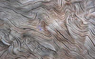 File in trần File in tranh tường hiện đại FT23554 (file gốc) phong thủy