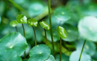 File gốc File in tranh tường hiện đại FT24572 (in ấn) không giới hạn