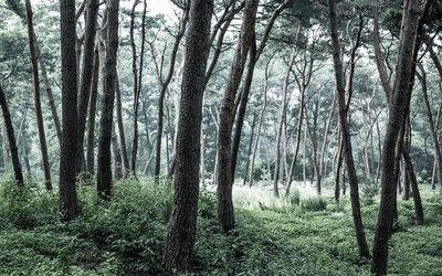 Tải file File in tranh tường hiện đại FT24610 (gốc) chủ đề phong thủy