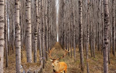 File gốc File in tranh tường hiện đại FT24623 (in 3D) cho trang trí