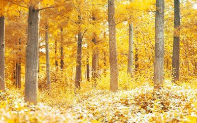 Mua file ảnh gốc File in tranh tường hiện đại FT24633 (chất lượng cao)