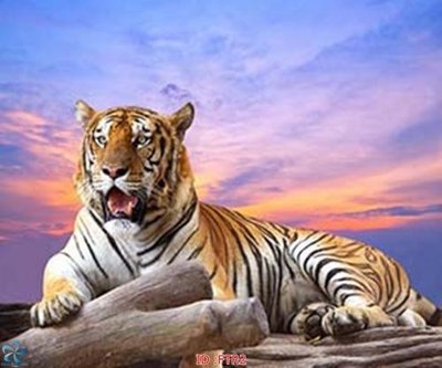 File gốc File gốc tranh rồng hổ FTR2 (trang trí) phòng ngủ