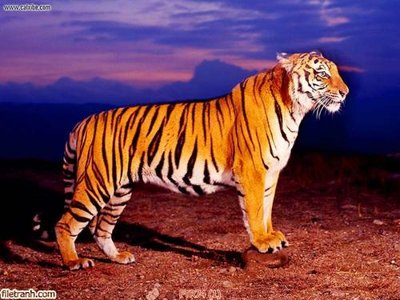 Hình ảnh file gốc File gốc tranh rồng hổ FTR74 (chất lượng cao)